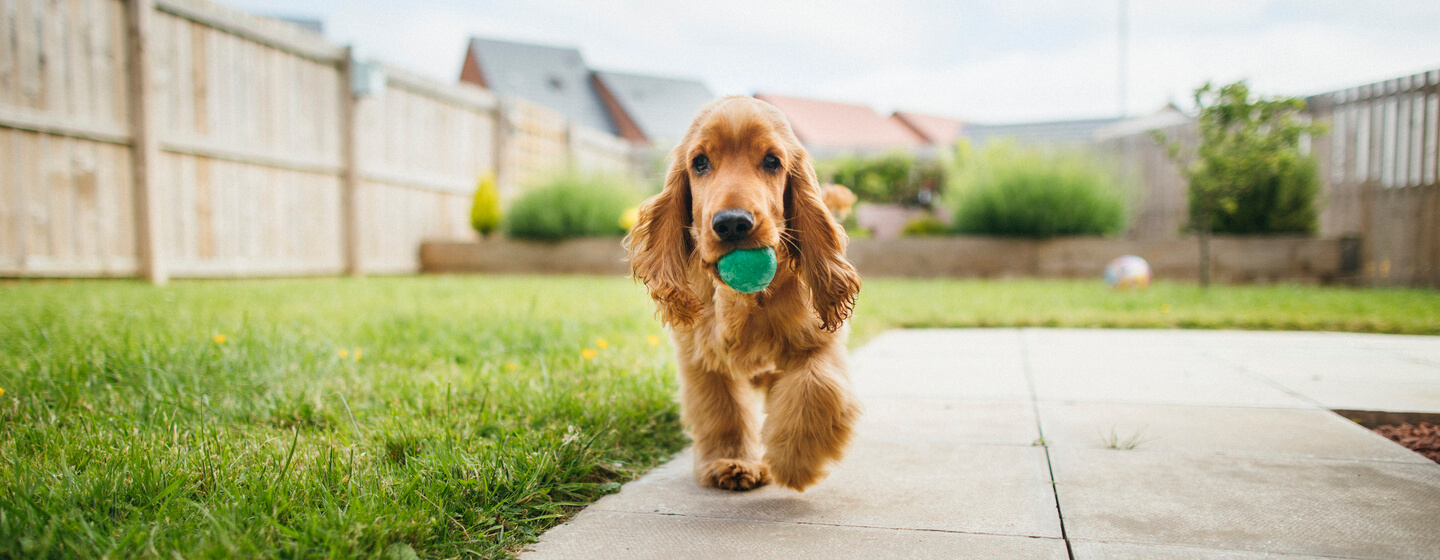 Dog shop outdoor play